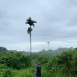 Campuhan Ridge Walk