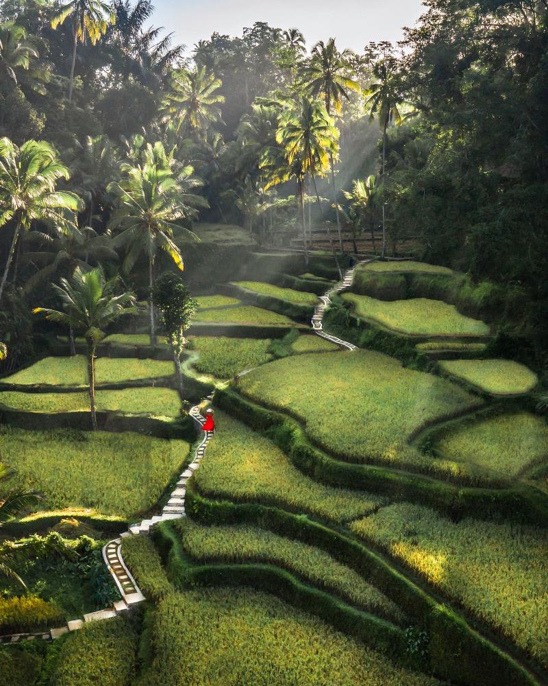 Tegallalang Rice Terrace bali-rent-car-with-driver-best-instagrammable-spot-in-bali (1)