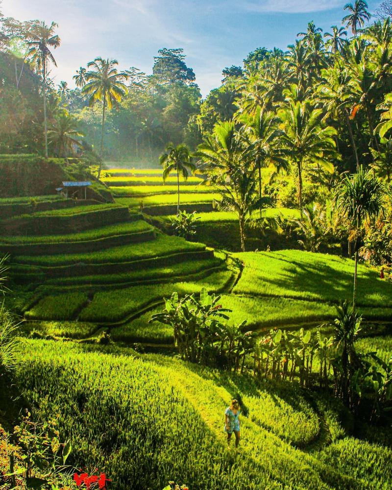 Tegallalang Rice Terrace bali-rent-car-with-driver-best-instagrammable-spot-in-bali (2)