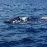 Lovina Dolphin watching