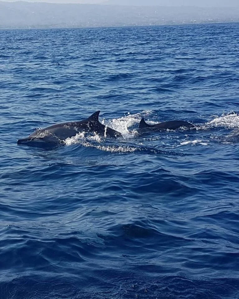 Lovina Dolphin watching
