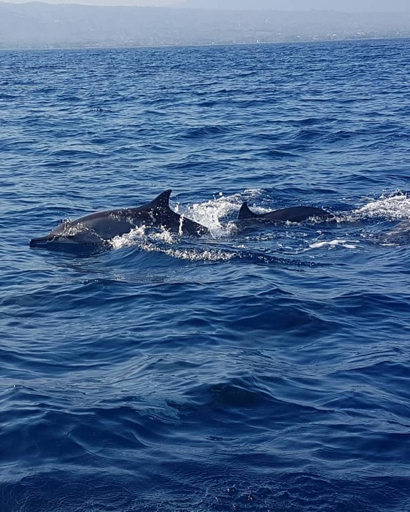 Lovina Dolphin watching bali-rent-car-with-driver-Experience-and-Activities-Tour (1)
