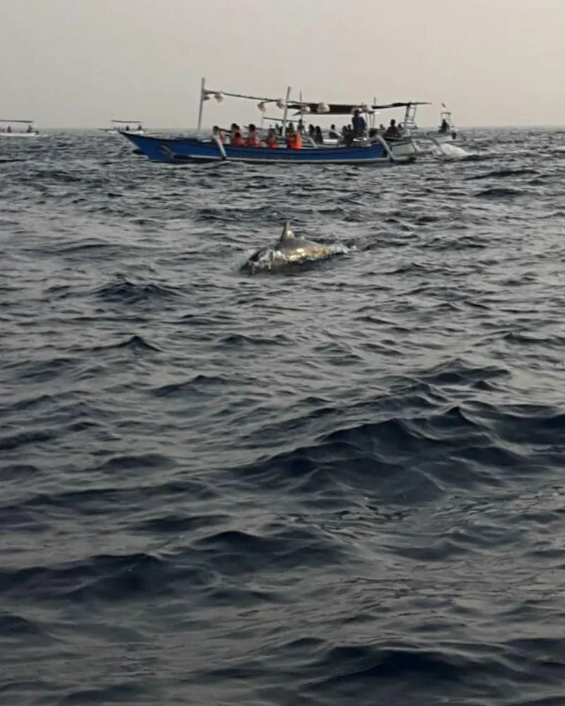 Lovina Dolphin watching bali-rent-car-with-driver-Experience-and-Activities-Tour (2)