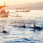 Lovina Dolphin Watching Tour