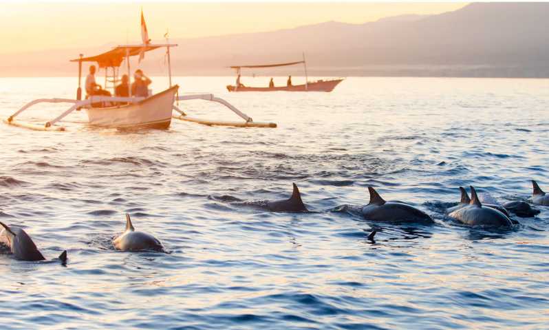 Lovina Dolphin Watching Tour