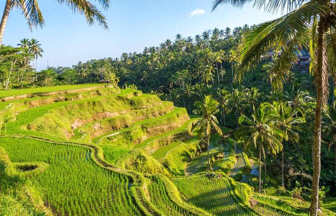 Affordable Car Rental with Personal Driver in Tegal Cupek, Umalas: The Best Way to Explore Bali