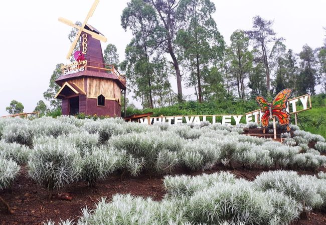 Edelweiss Garden Bali: A Blooming Escape for Nature Lovers and Photographers