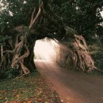 Bunut Bolong & Beyond: Why Jembrana’s Sacred Trees are Bali’s Most Mystical Landmarks