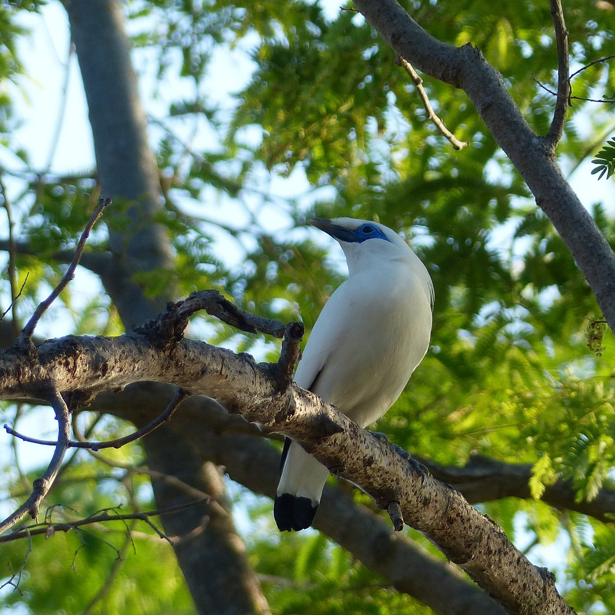 Ecotourism in Jembrana: How to Spot the Rare Bali Starling in the Wild