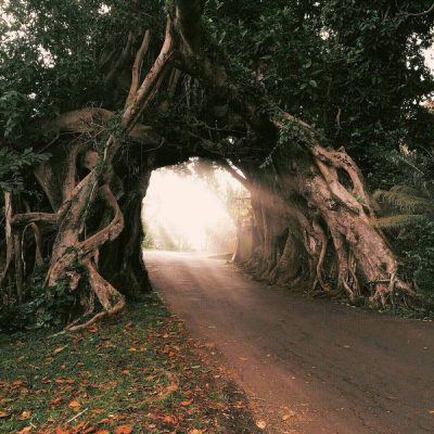 Bunut Bolong & Beyond: Why Jembrana’s Sacred Trees are Bali’s Most Mystical Landmarks